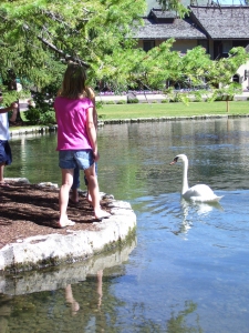 feeding Swans
