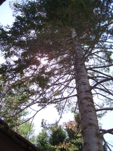 Sun Valley View through a tree